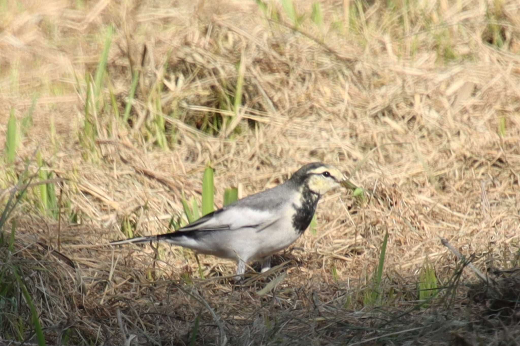 White Wagtail