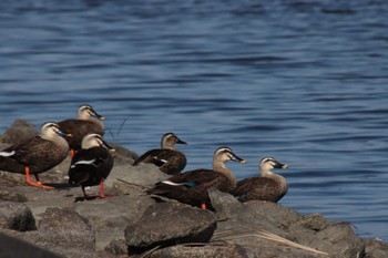 Eastern Spot-billed Duck 草津下物 Sun, 9/11/2022