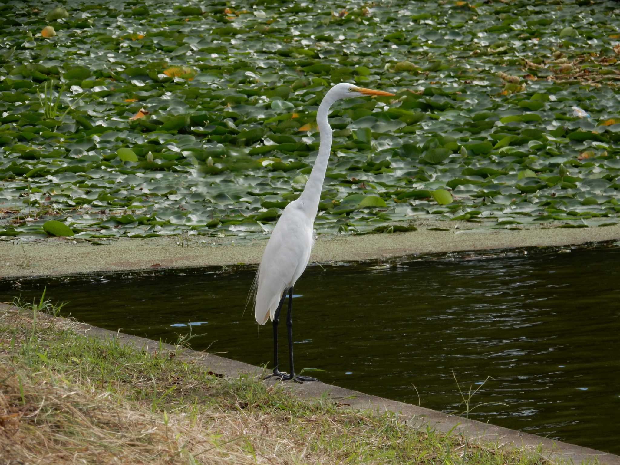 水元公園 ダイサギの写真 by morinokotori