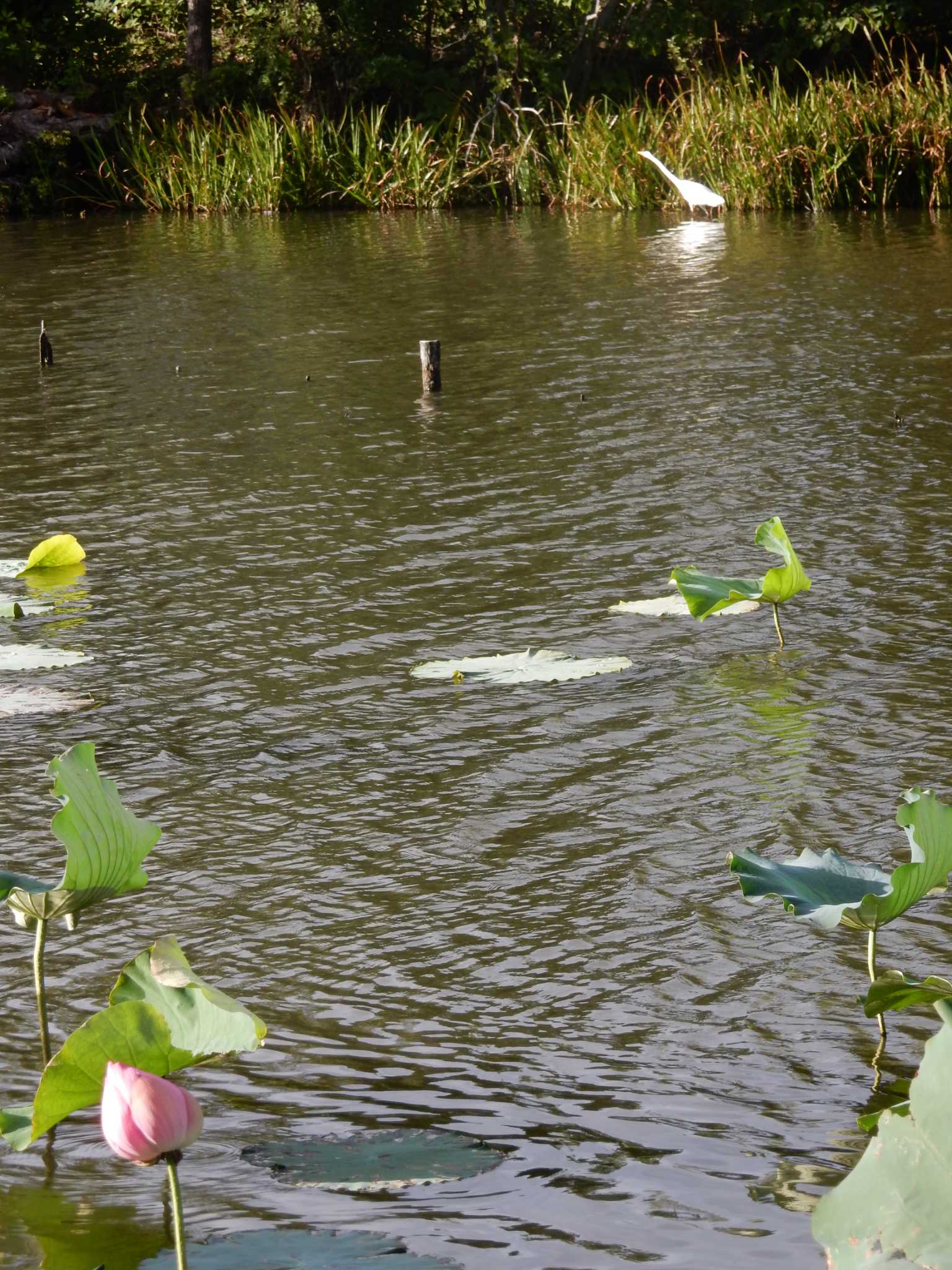 水元公園 ダイサギの写真 by morinokotori