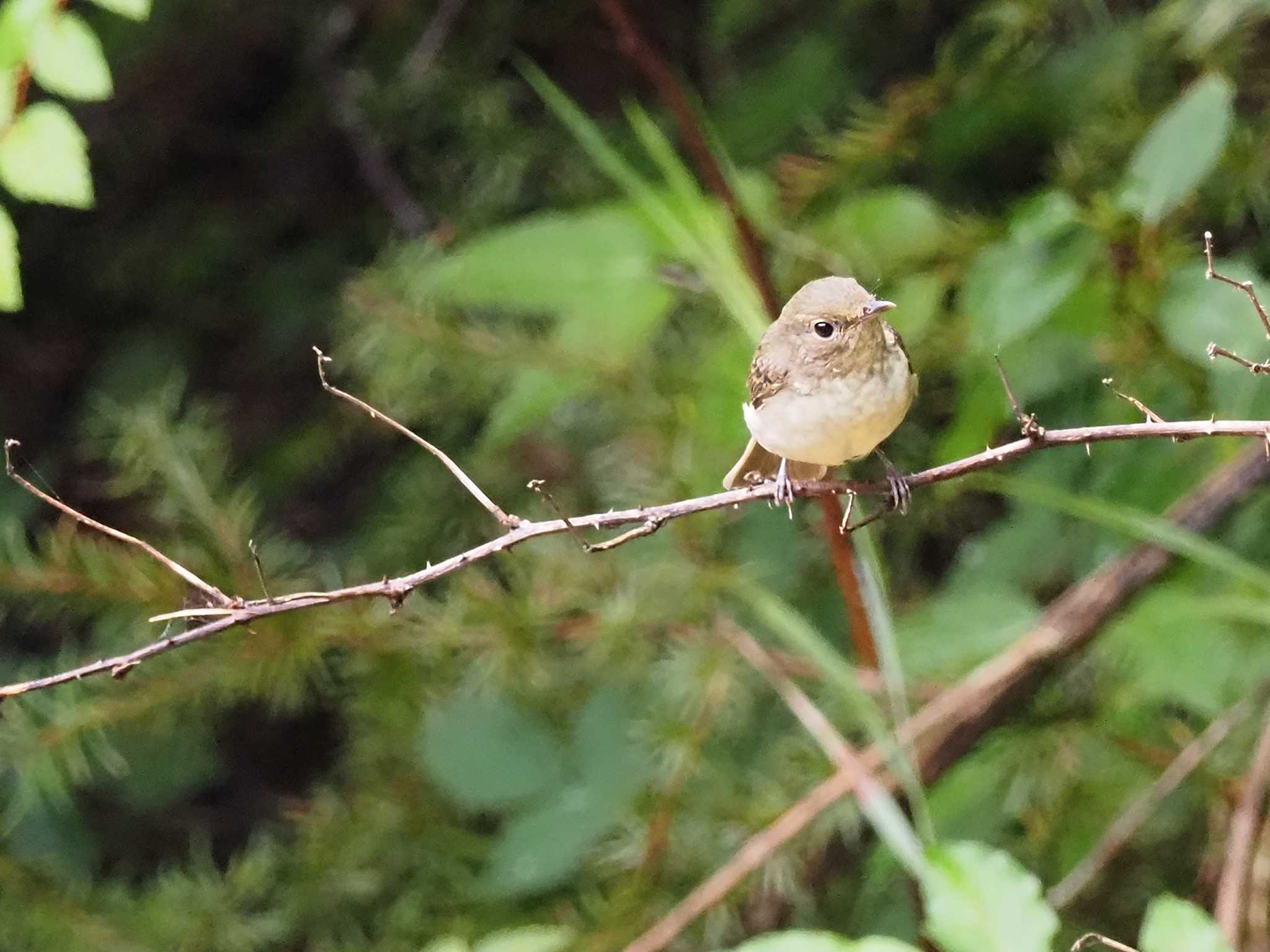 Asian Brown Flycatcher