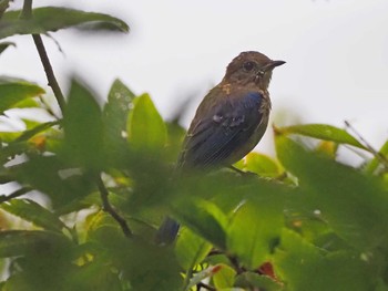 2022年9月10日(土) 嵯峨塩深沢林道の野鳥観察記録