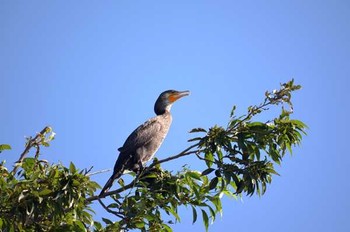 カワウ 静岡県東部 撮影日未設定