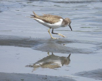 キアシシギ 東京港野鳥公園 2022年9月11日(日)