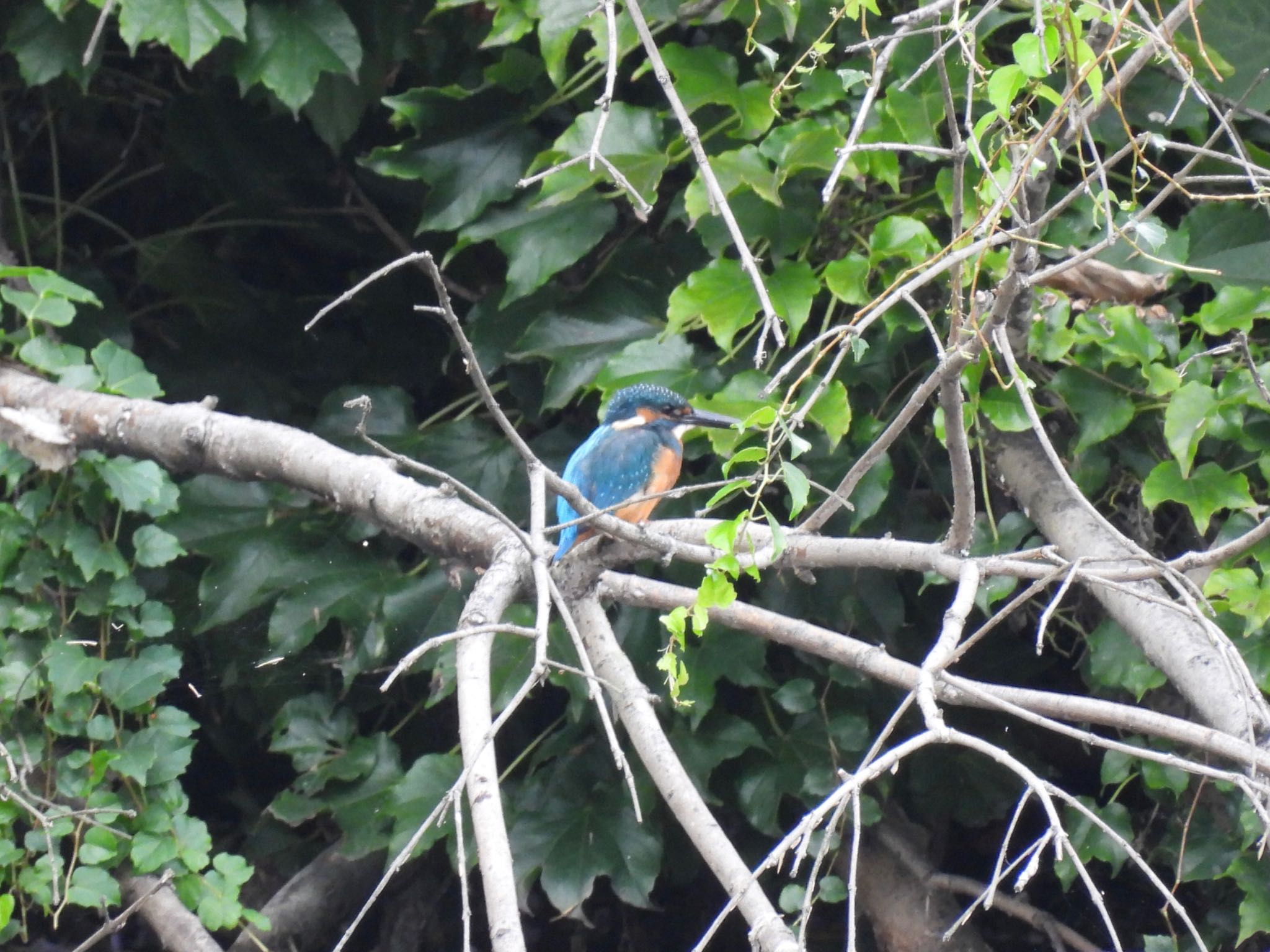 東京港野鳥公園 カワセミの写真 by yoshikichi