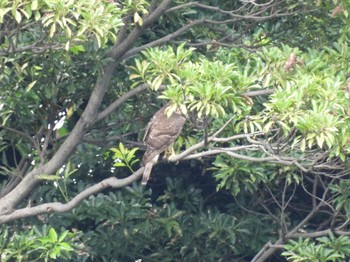 2022年9月11日(日) 東京港野鳥公園の野鳥観察記録