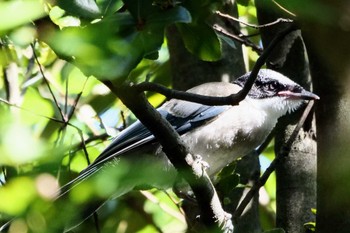 2022年9月10日(土) 谷津干潟の野鳥観察記録