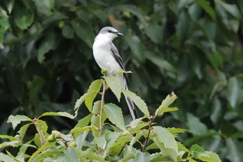 Ashy Minivet 勅使池(豊明市) Fri, 9/9/2022