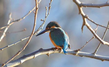 カワセミ 静岡県東部 撮影日未設定