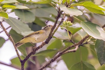 Eastern Crowned Warbler 金ヶ崎公園(明石市) Mon, 8/22/2022