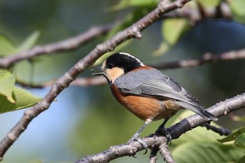 Varied Tit 猪名川公園 Mon, 9/12/2022