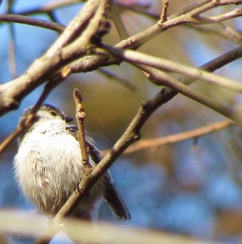 1970年1月1日(木) 自宅庭（東京都）の野鳥観察記録