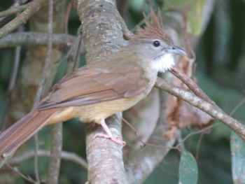 Ochraceous Bulbul Doi Angkhang View Point Unknown Date