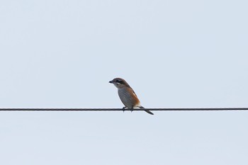 2022年9月11日(日) 相模川頭首工の野鳥観察記録