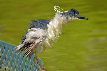 ゴイサギ 香港、茘枝角公園 2019年4月5日(金)