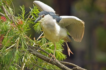 Black-crowned Night Heron 香港、茘枝角公園 Fri, 4/5/2019