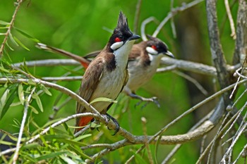 Red-whiskered Bulbul 香港、茘枝角公園 Sat, 5/11/2019