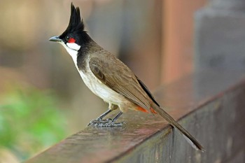 Red-whiskered Bulbul 香港、茘枝角公園 Sat, 5/11/2019