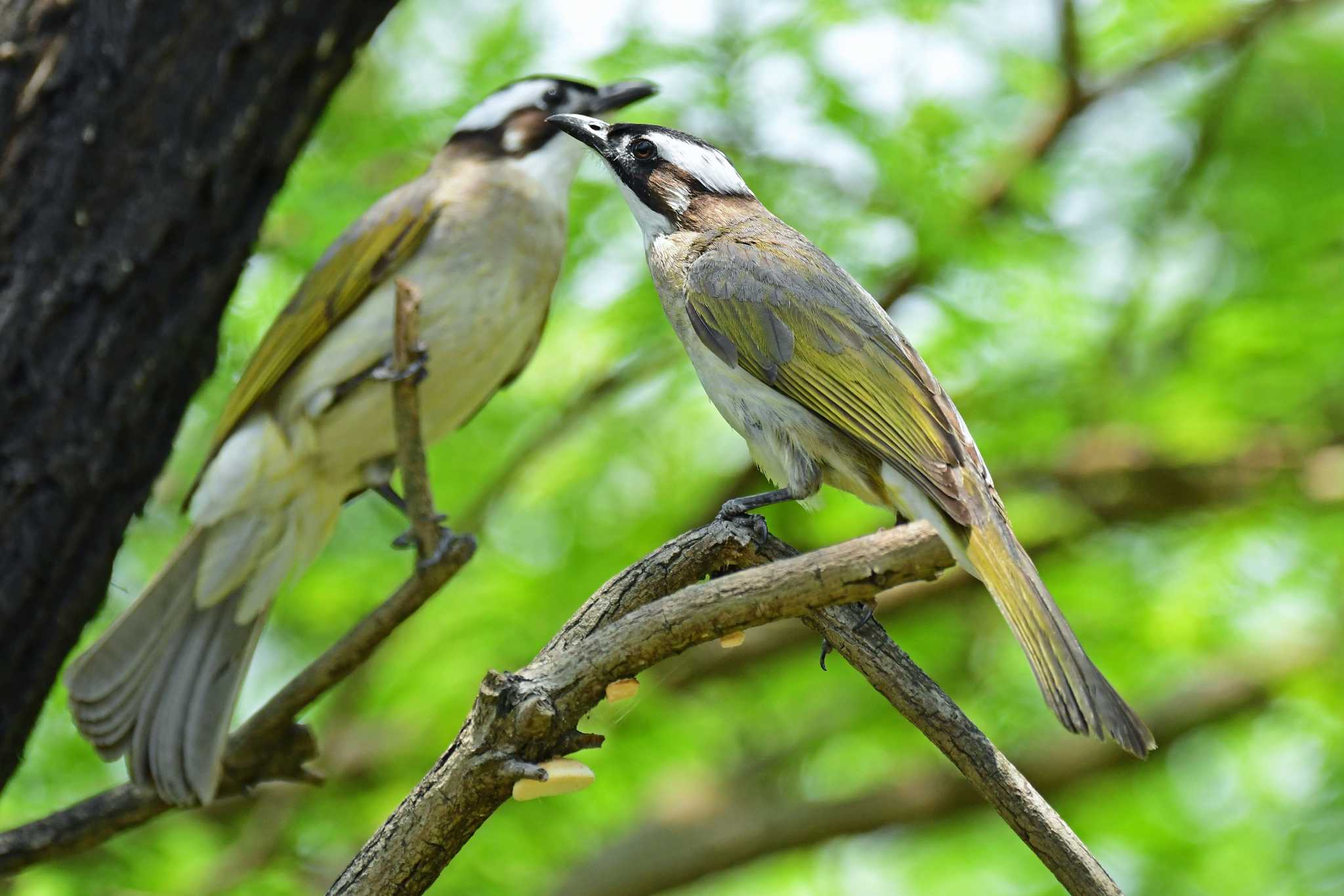 非常にポピュラーな鳥です。 by Keiichi TAKEDA