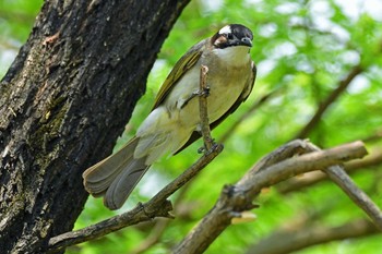 シロガシラ 香港、茘枝角公園 2019年5月11日(土)