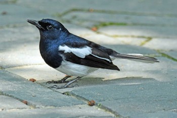 Oriental Magpie-Robin 香港、茘枝角公園 Sat, 5/11/2019