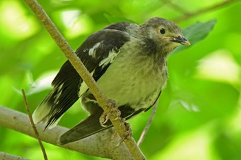 クビワムクドリ 香港、茘枝角公園 2019年5月11日(土)