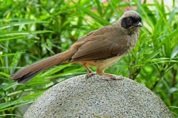 カオグロガビチョウ 香港、香港公園 2019年5月19日(日)