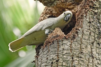 Yellow-crested Cockatoo 香港、香港公園 Sun, 5/19/2019