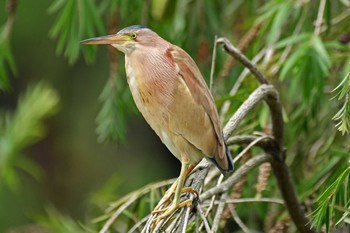 Von Schrenck's Bittern 香港、香港公園 Sat, 5/25/2019