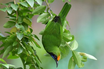 Golden-fronted Leafbird 香港、香港公園 Sat, 9/14/2019