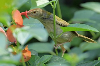 アオハウチワドリ 香港、香港公園 2019年12月1日(日)