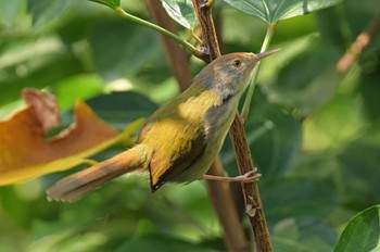 Yellow-bellied Prinia 香港、香港公園 Sun, 12/1/2019