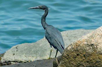 Pacific Reef Heron 香港、香港飛機工程公司 Sat, 9/21/2019