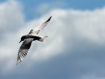 2022年9月12日(月) 江津湖の野鳥観察記録