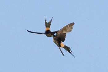 Red-rumped Swallow 勅使池(豊明市) Mon, 9/12/2022