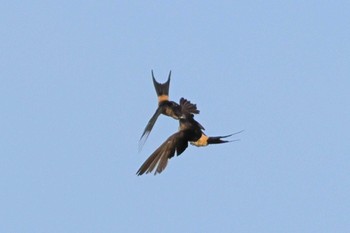 Red-rumped Swallow 勅使池(豊明市) Mon, 9/12/2022