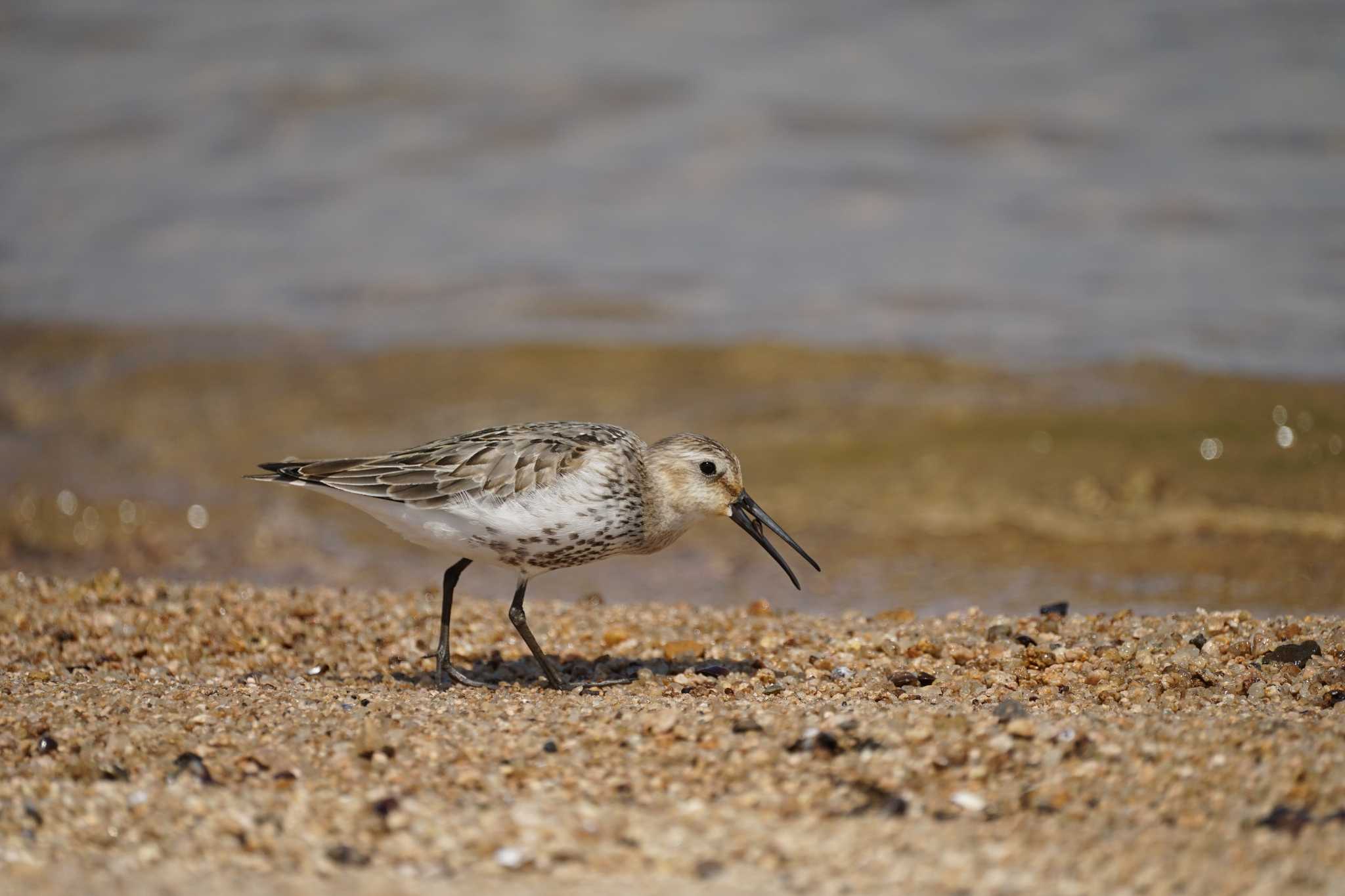 Dunlin