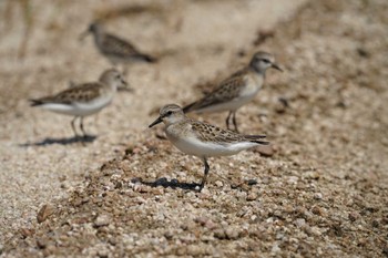 Red-necked Stint 飯梨川河口(島根県安来市) Mon, 9/12/2022