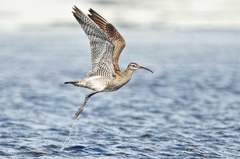 チュウシャクシギ ふなばし三番瀬海浜公園 2022年9月10日(土)