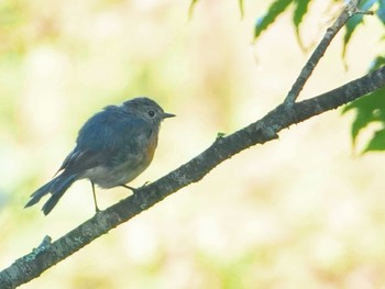 2022年9月12日(月) 大蔵高丸の野鳥観察記録