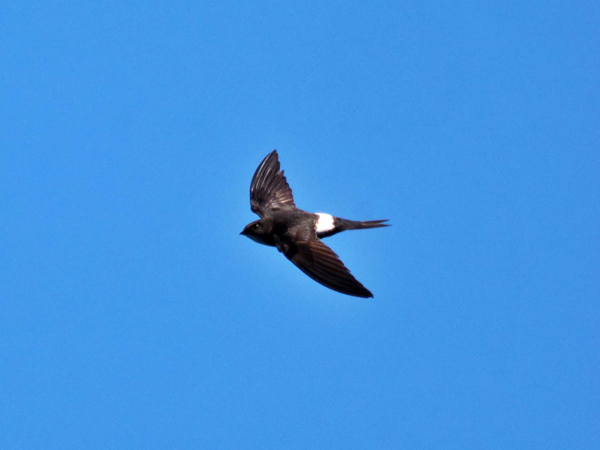 Photo of Pacific Swift at 知床自然センター by 藤原奏冥