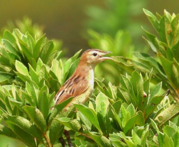 Zitting Cisticola 狭山湖堤防 Mon, 9/12/2022