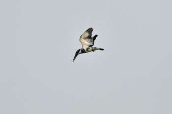 Pied Kingfisher 香港湿地公園 Sun, 3/15/2020