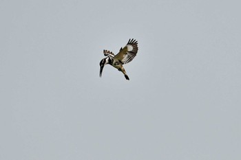 Pied Kingfisher 香港湿地公園 Sun, 3/15/2020