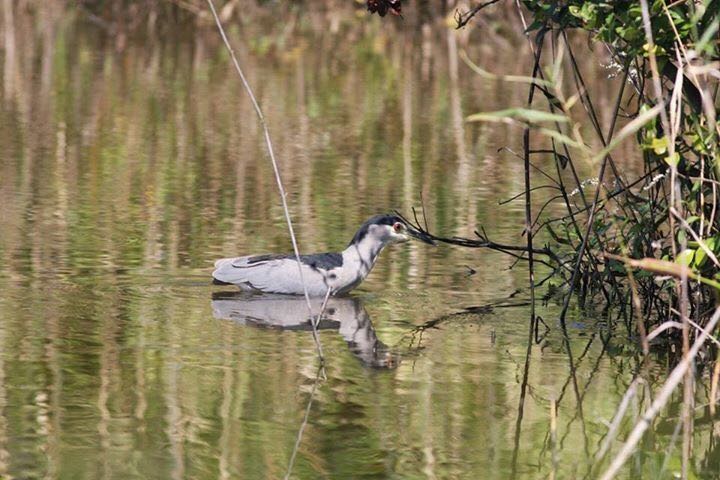 Photo of Black-crowned Night Heron at Gonushi Coast by サンダーバード