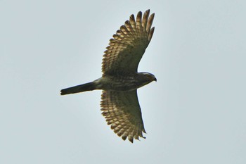 Grey-faced Buzzard 香港、沙螺湾涌口 Sat, 4/4/2020