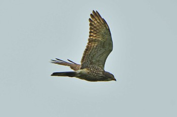 Grey-faced Buzzard 香港、沙螺湾涌口 Sat, 4/4/2020