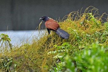 Greater Coucal 香港、沙螺湾涌口 Wed, 7/1/2020