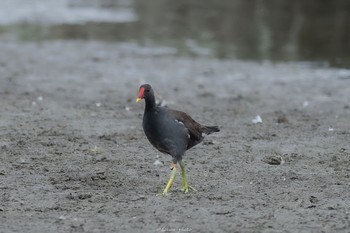 Common Moorhen Isanuma Sun, 9/4/2022