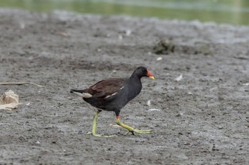 Common Moorhen Isanuma Sun, 9/4/2022